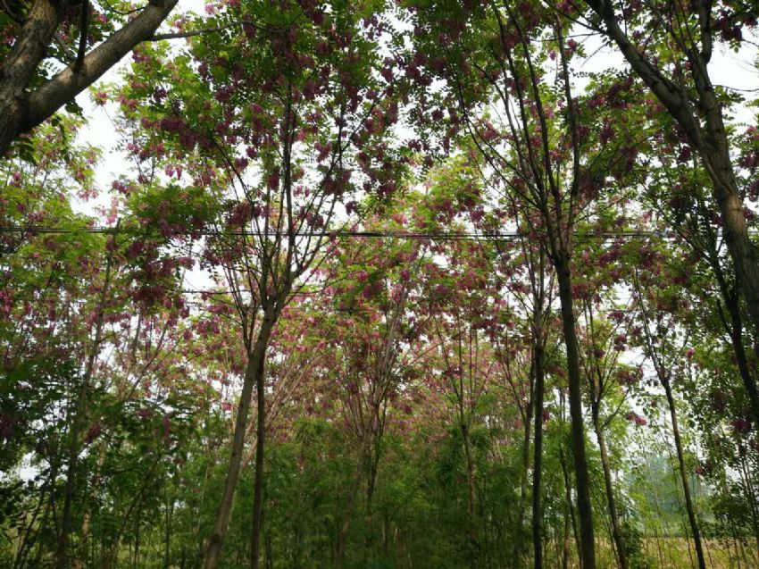 點(diǎn)擊查看詳細(xì)信息<br>標(biāo)題：香花槐 閱讀次數(shù)：1702