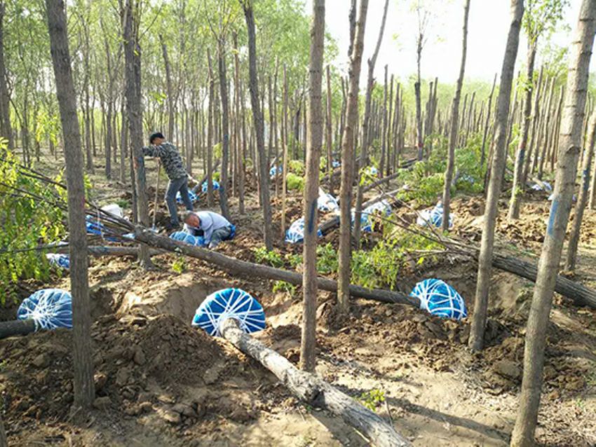 點(diǎn)擊查看詳細(xì)信息<br>標(biāo)題：香花槐 閱讀次數(shù)：1707