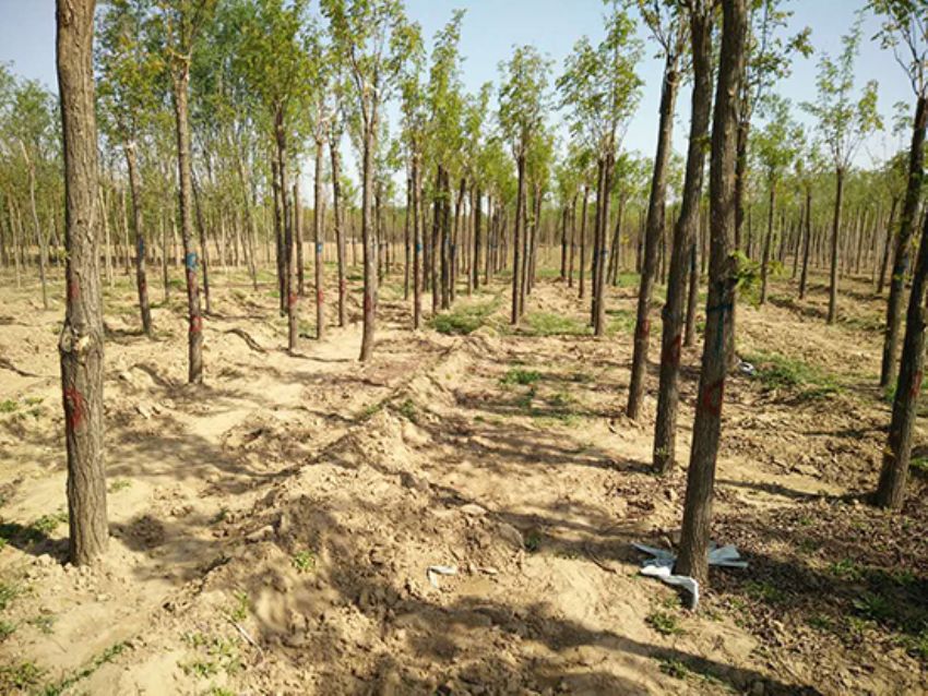 點(diǎn)擊查看詳細(xì)信息<br>標(biāo)題：香花槐 閱讀次數(shù)：1689