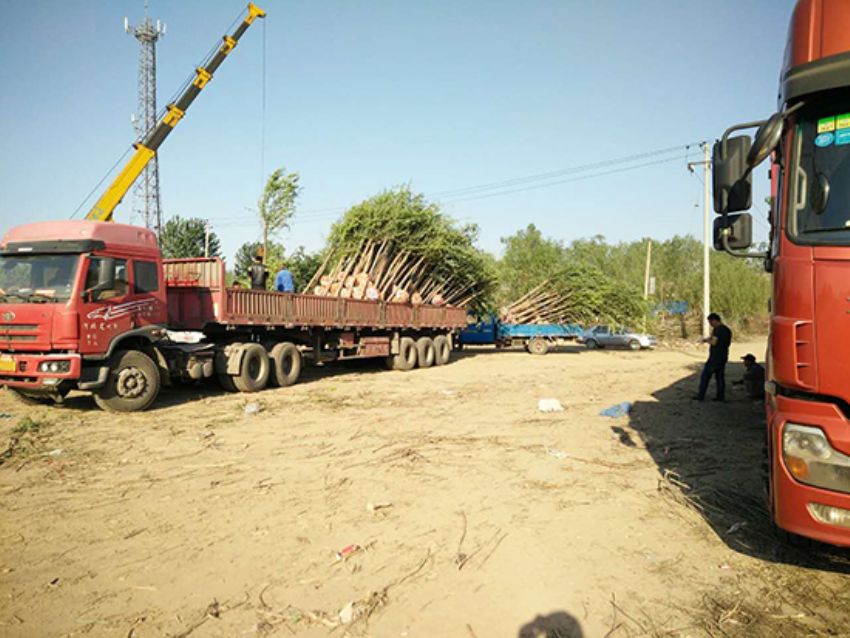 點擊查看詳細信息<br>標題：香花槐 閱讀次數：2022