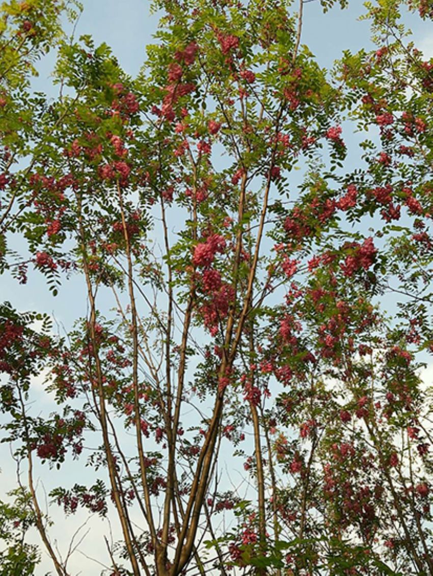 點擊查看詳細信息<br>標題：香花槐 閱讀次數：1979