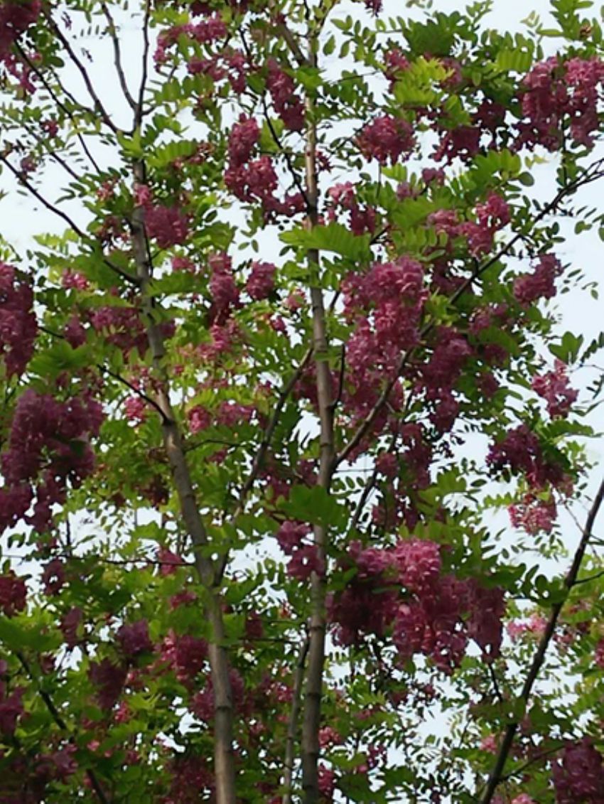 點擊查看詳細信息<br>標題：香花槐 閱讀次數：1996