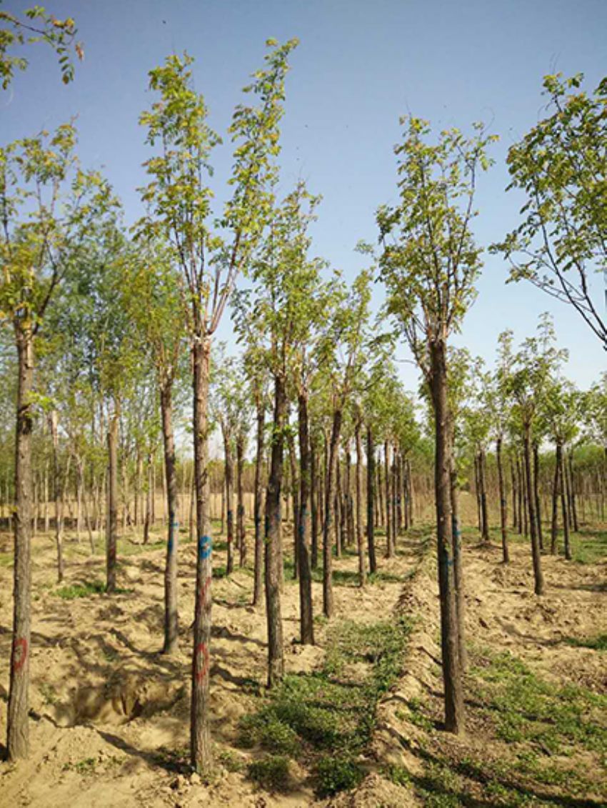 點(diǎn)擊查看詳細(xì)信息<br>標(biāo)題：香花槐 閱讀次數(shù)：3561