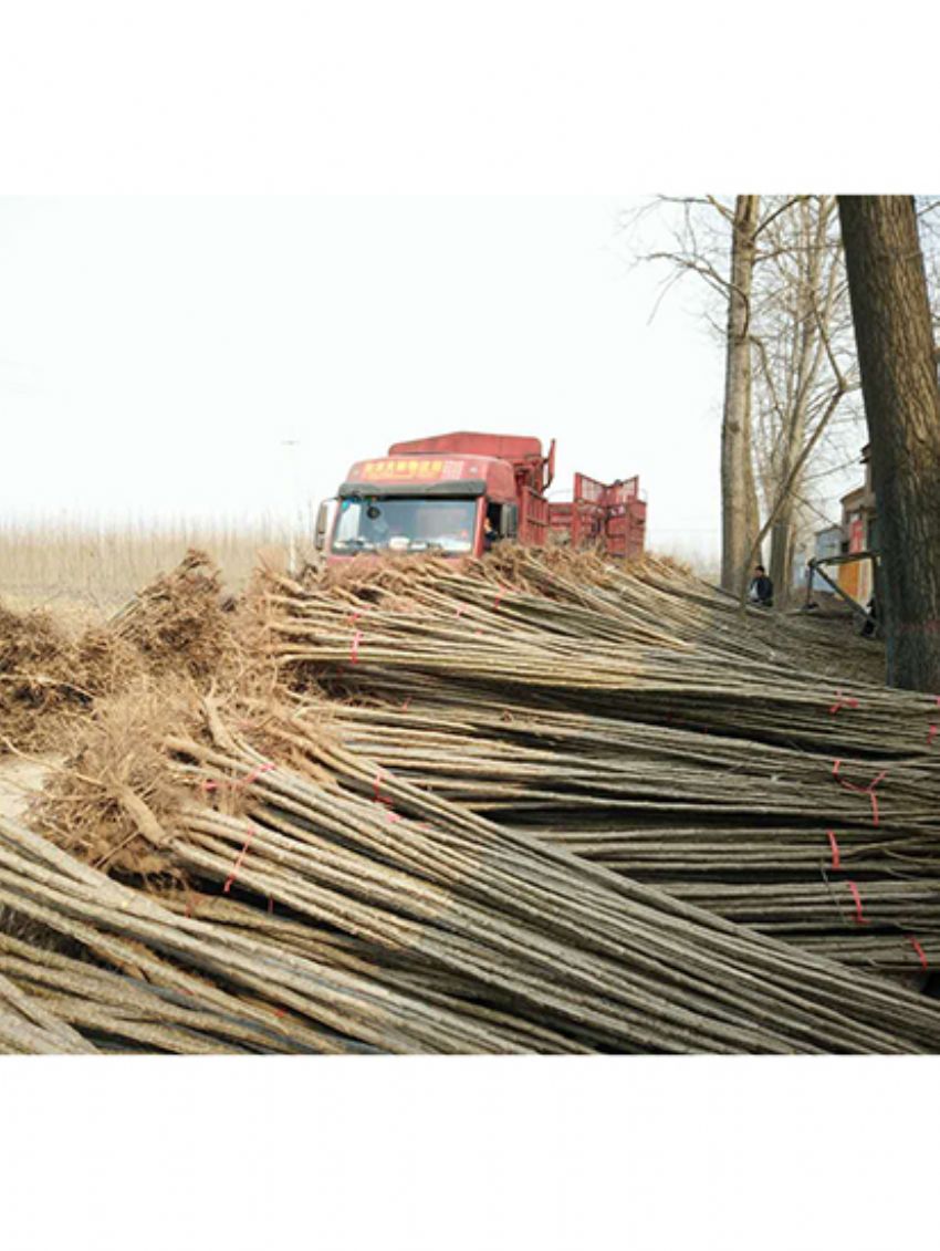 點擊查看詳細信息<br>標題：楊樹苗 閱讀次數：2091