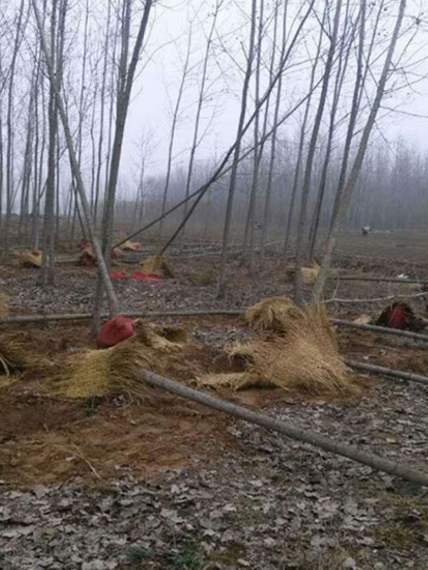 點擊查看詳細信息<br>標題：楊樹苗 閱讀次數：2082