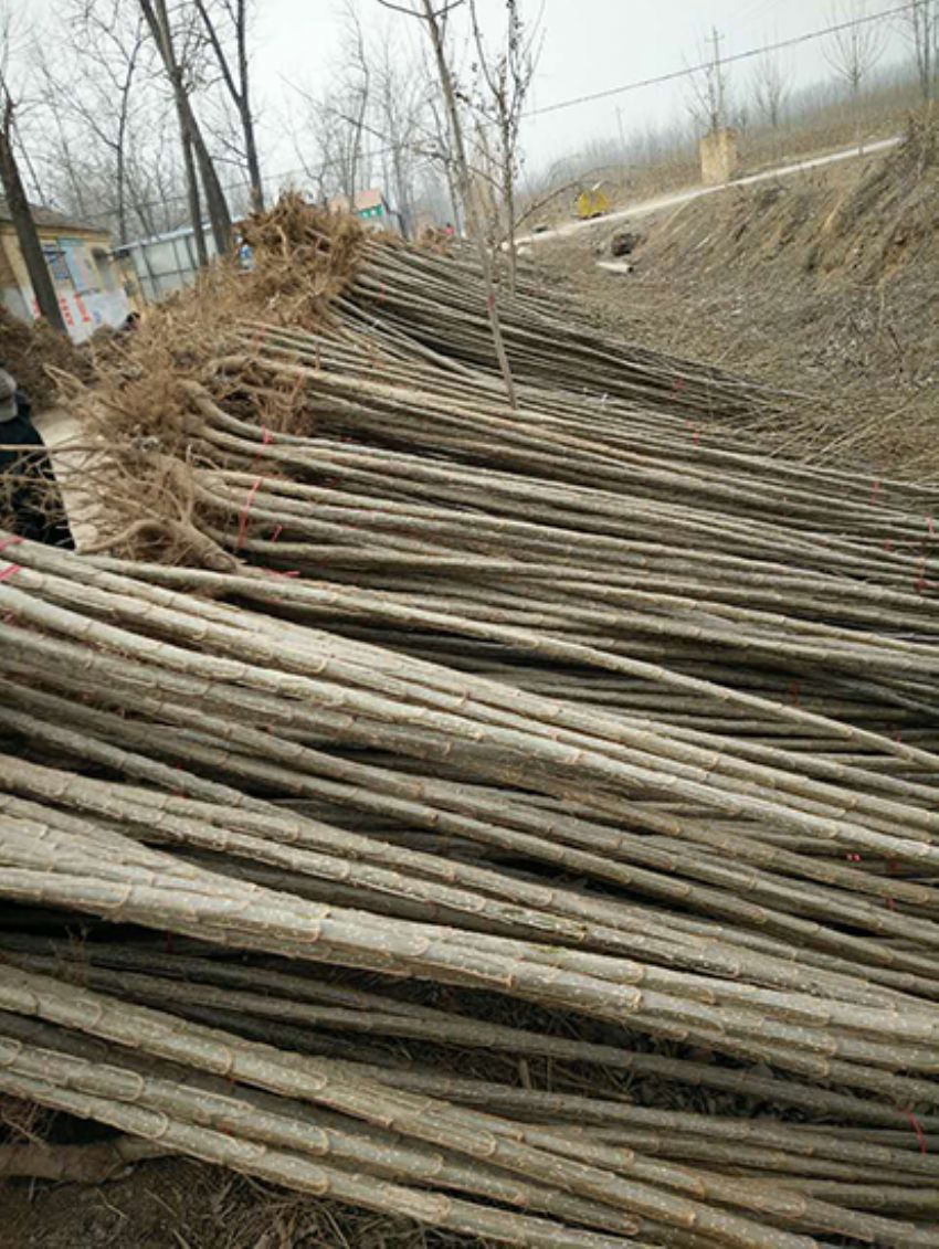 點(diǎn)擊查看詳細(xì)信息<br>標(biāo)題：楊樹(shù)苗 閱讀次數(shù)：3406