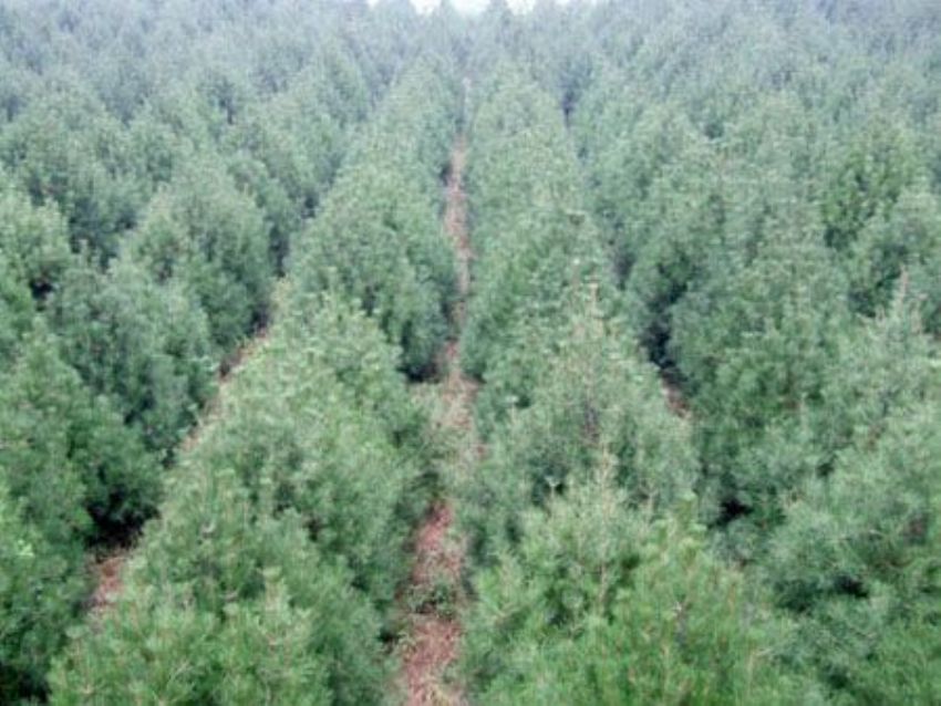 點(diǎn)擊查看詳細(xì)信息<br>標(biāo)題：雪松 閱讀次數(shù)：3201