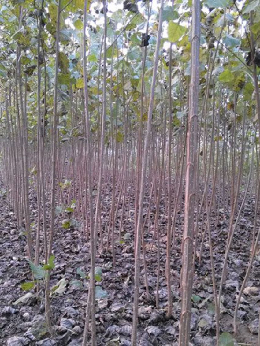 點擊查看詳細信息<br>標題：速生楊 閱讀次數：2377