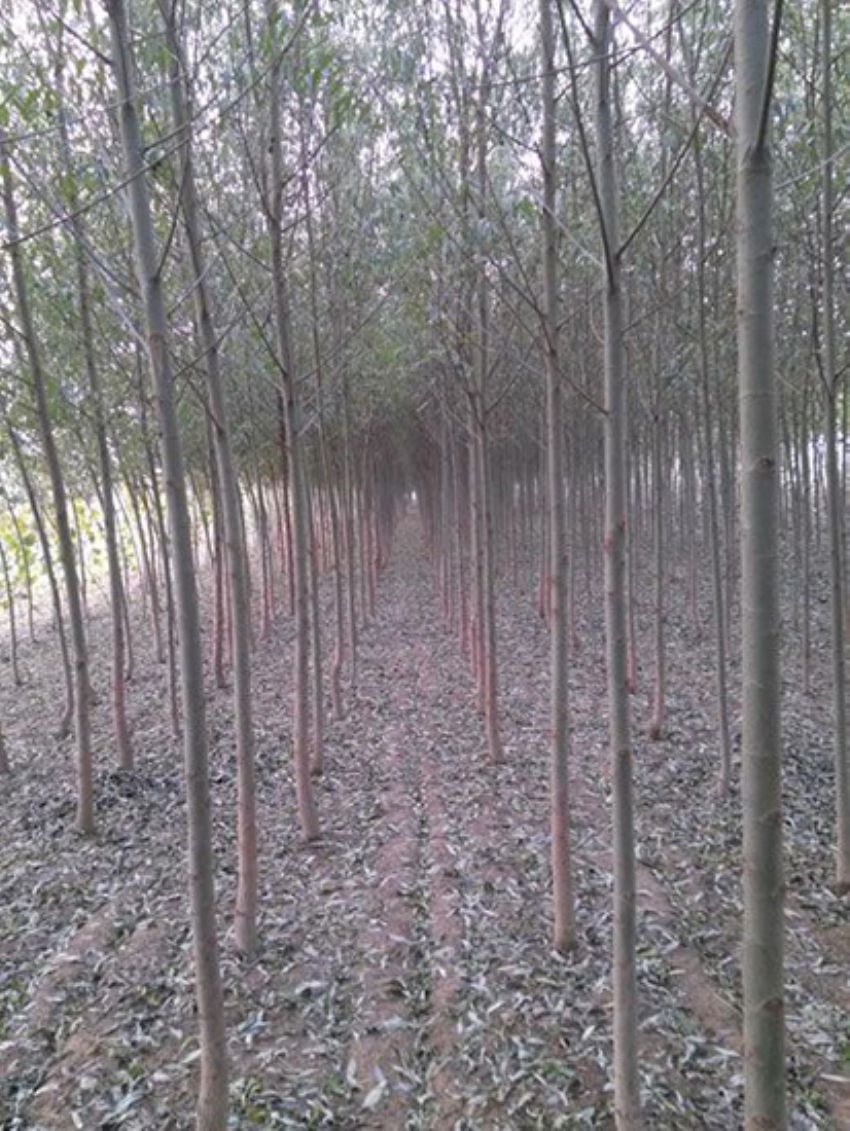 點(diǎn)擊查看詳細(xì)信息<br>標(biāo)題：速生楊 閱讀次數(shù)：3386