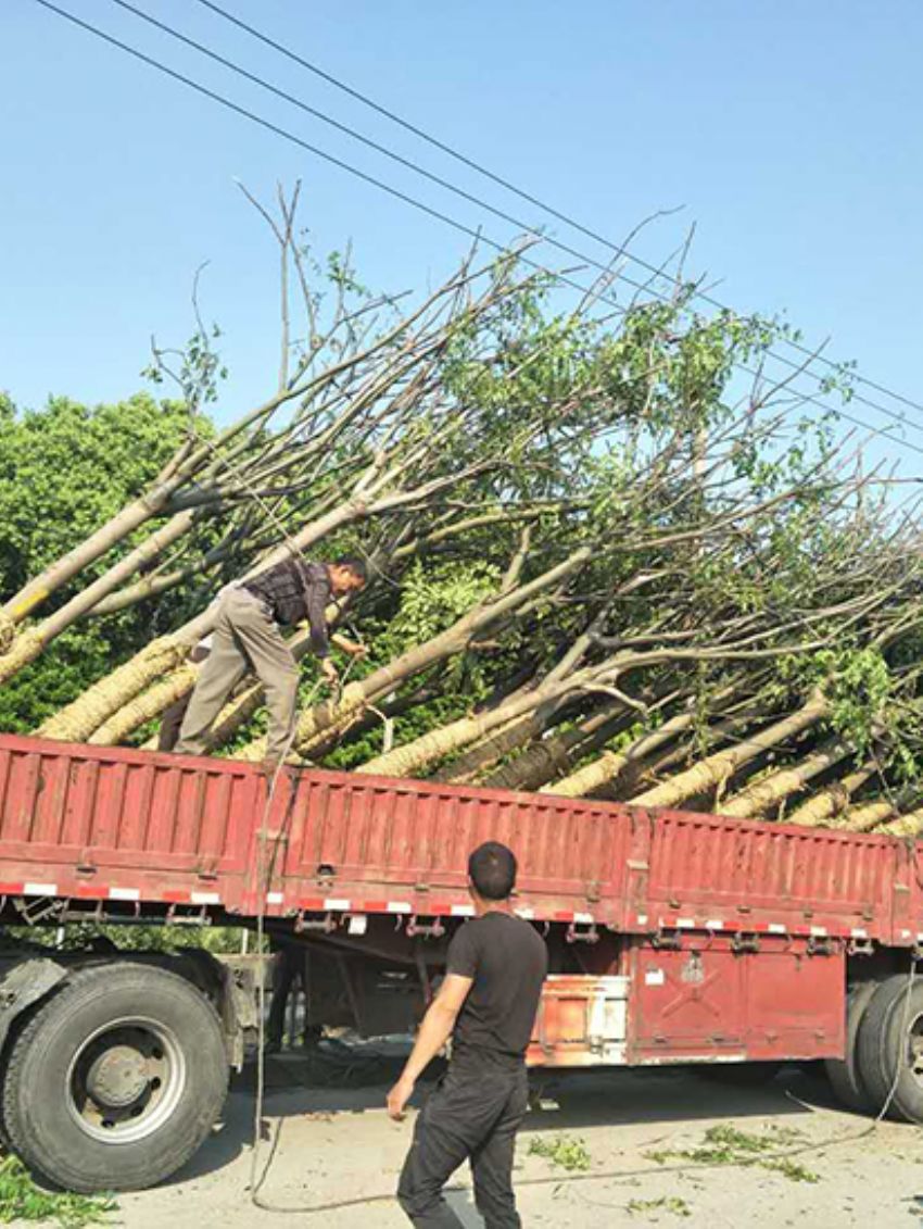 點(diǎn)擊查看詳細(xì)信息<br>標(biāo)題：欒樹(shù) 閱讀次數(shù)：3113