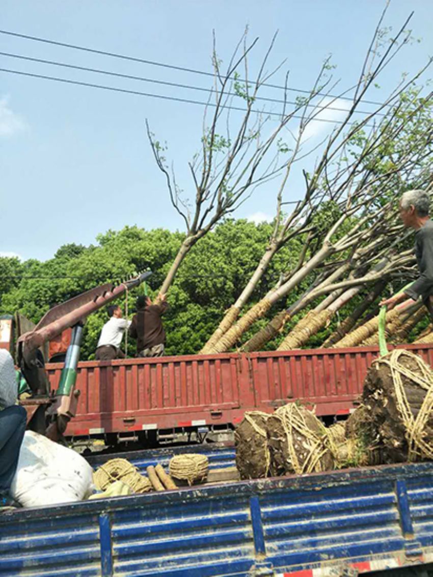 點擊查看詳細信息<br>標題：欒樹 閱讀次數：1916