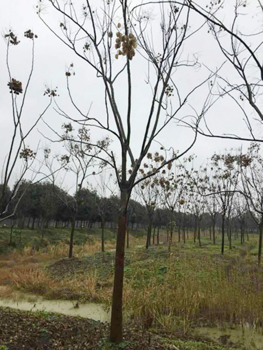 點擊查看詳細信息<br>標題：欒樹 閱讀次數：2162