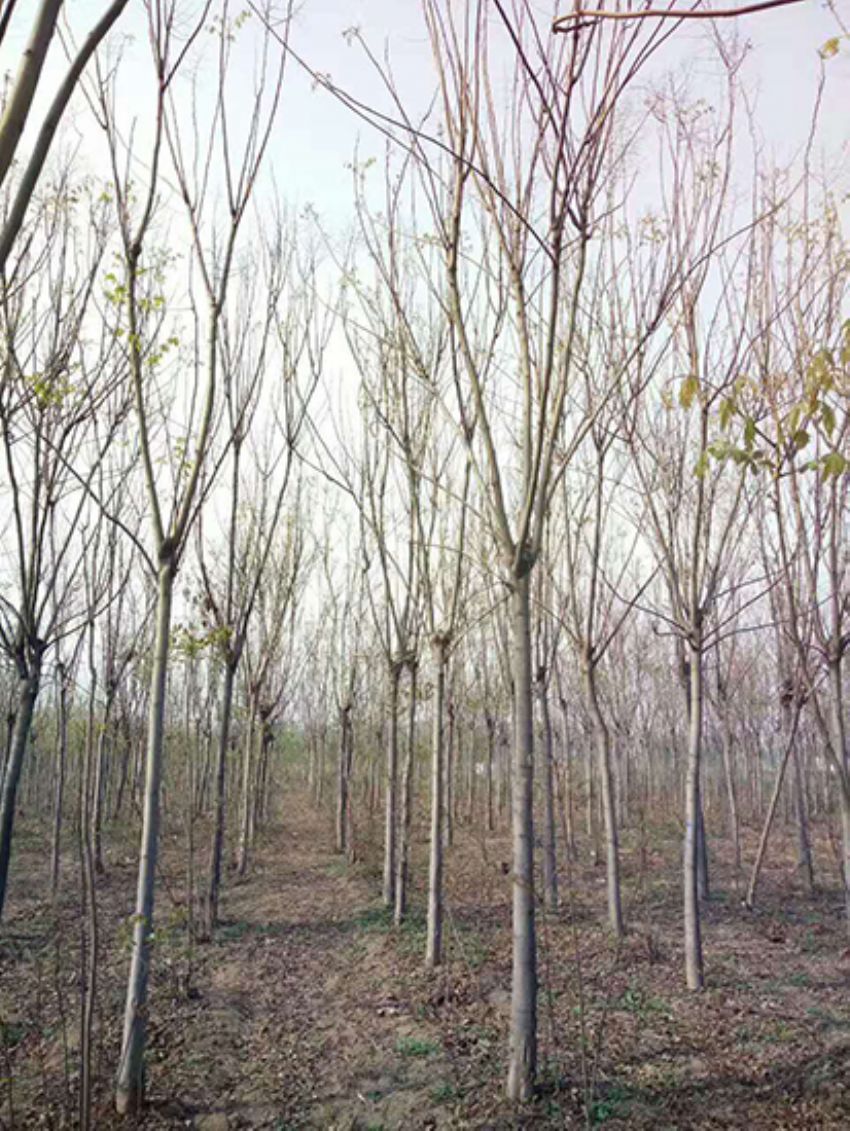 點擊查看詳細信息<br>標題：欒樹 閱讀次數：1877