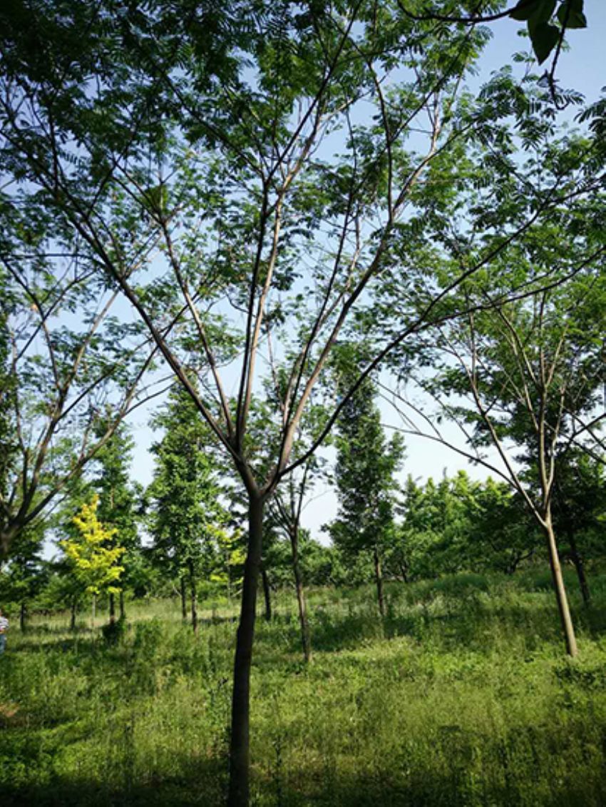 點擊查看詳細信息<br>標題：合歡 閱讀次數：1912