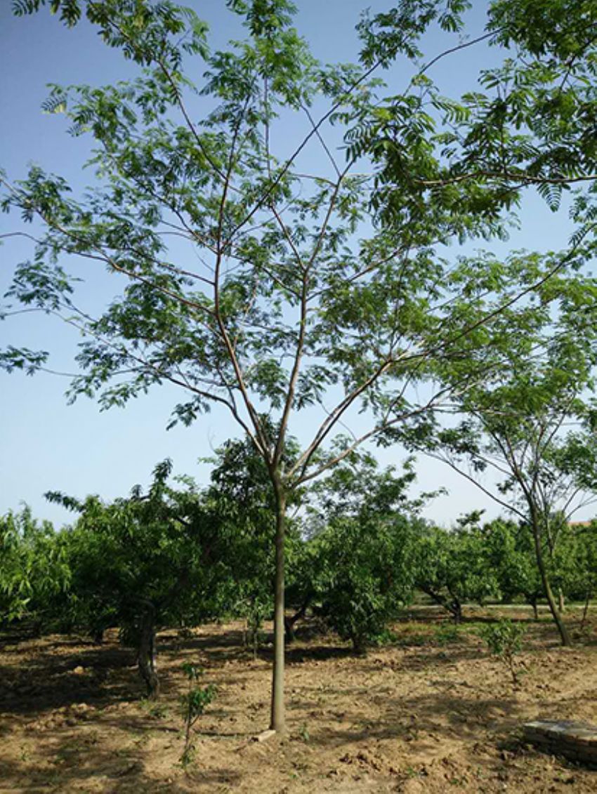 點擊查看詳細信息<br>標題：合歡 閱讀次數：2247