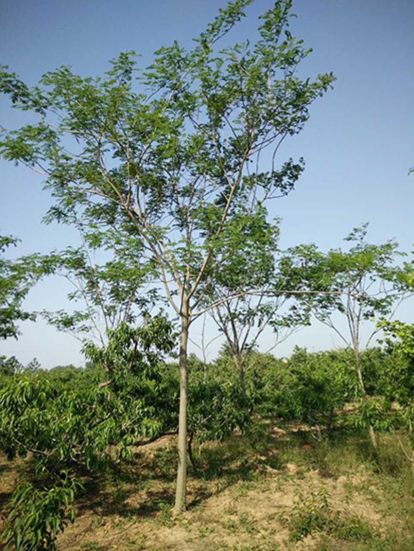 點(diǎn)擊查看詳細(xì)信息<br>標(biāo)題：合歡 閱讀次數(shù)：3299