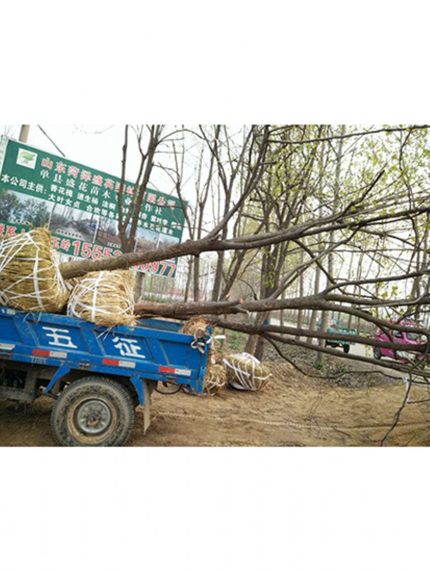 點擊查看詳細信息<br>標題：果樹-柿子樹 閱讀次數：1817