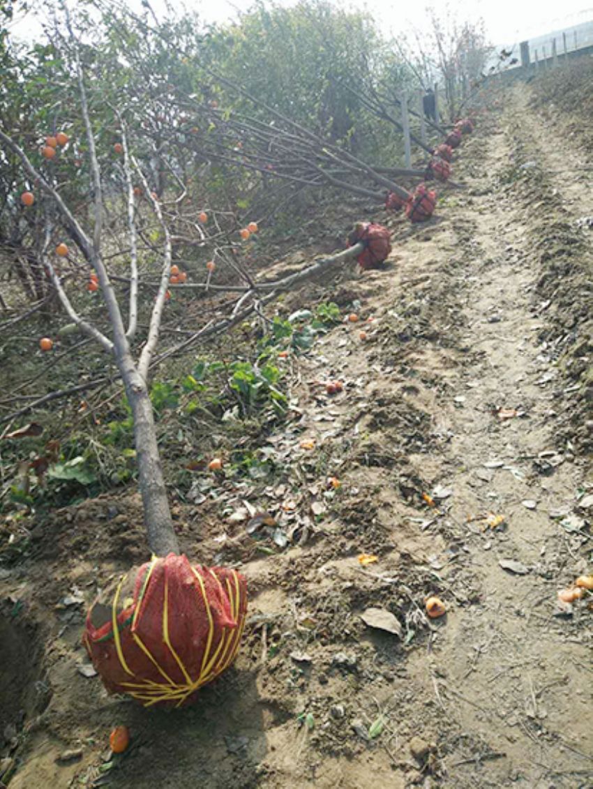 點擊查看詳細信息<br>標題：果樹-柿子樹 閱讀次數：1875