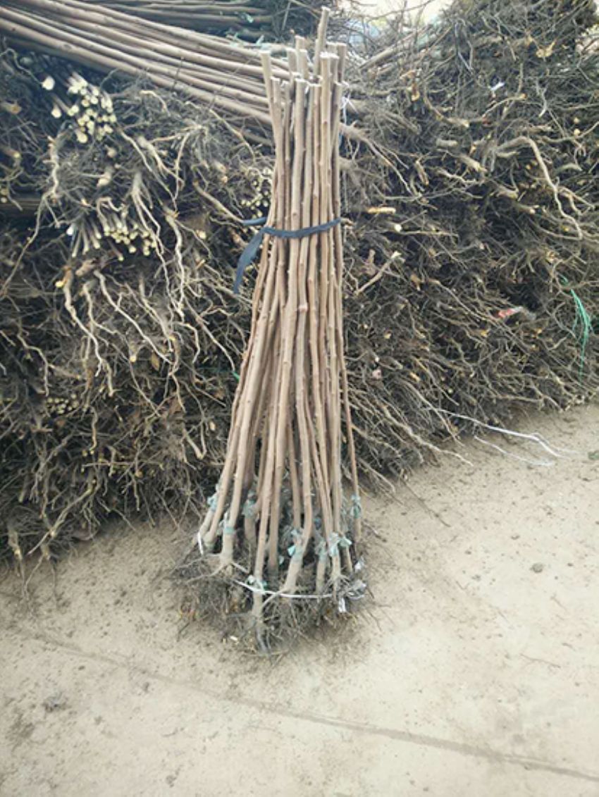 點(diǎn)擊查看詳細(xì)信息<br>標(biāo)題：果樹(shù)-柿子樹(shù) 閱讀次數(shù)：3297