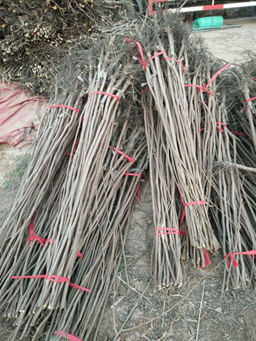 點(diǎn)擊查看詳細(xì)信息<br>標(biāo)題：果樹-柿子樹 閱讀次數(shù)：2244