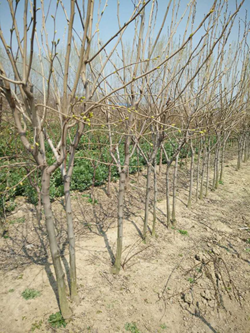 點(diǎn)擊查看詳細(xì)信息<br>標(biāo)題：果樹-柿子樹 閱讀次數(shù)：2190