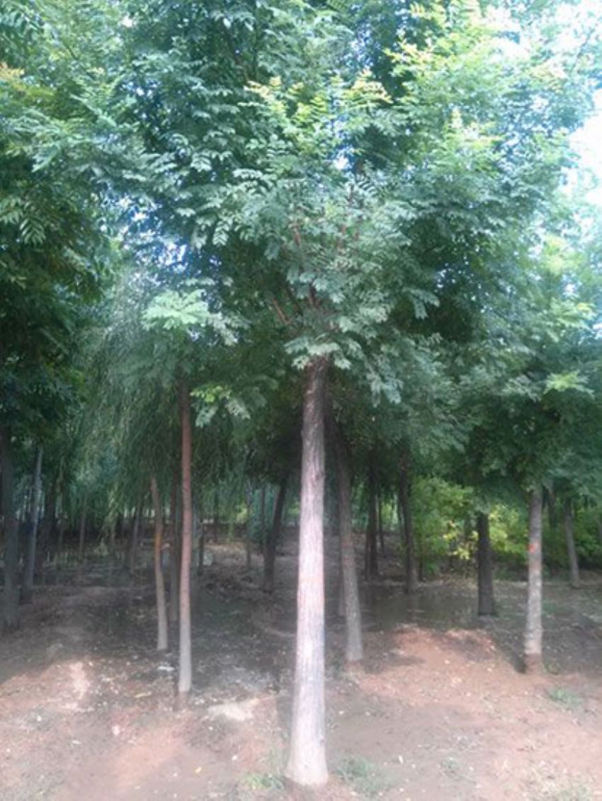 點擊查看詳細信息<br>標題：國槐 閱讀次數：2413