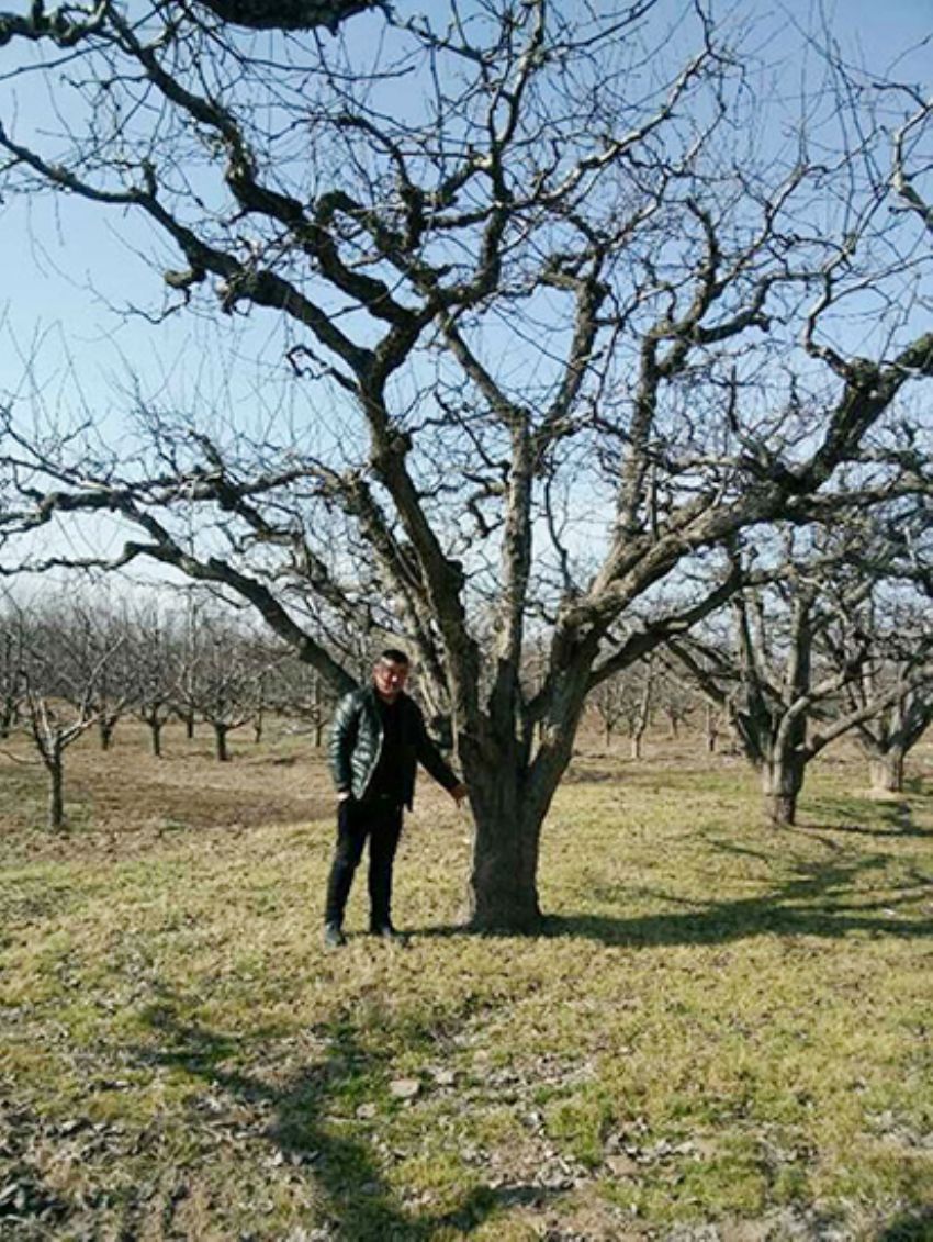 點(diǎn)擊查看詳細(xì)信息<br>標(biāo)題：果樹-柿子樹 閱讀次數(shù)：2292