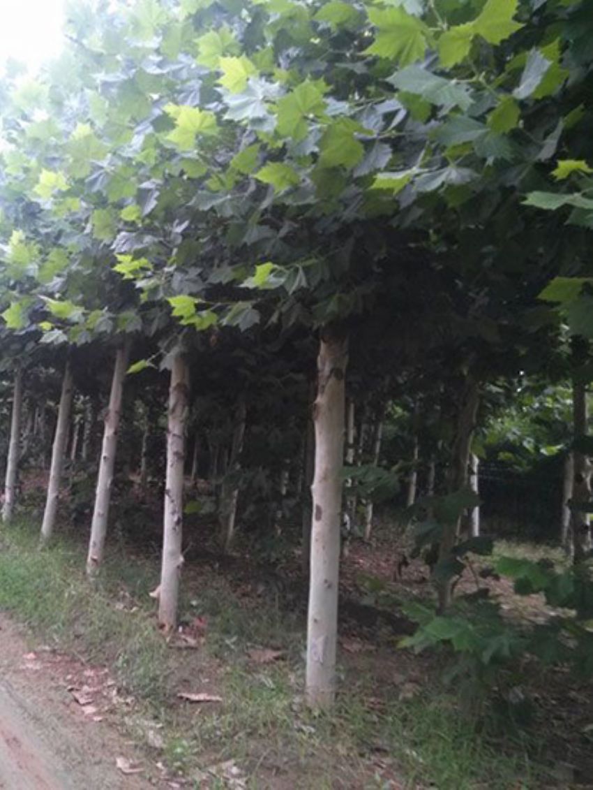 點擊查看詳細信息<br>標題：法桐 閱讀次數：2300