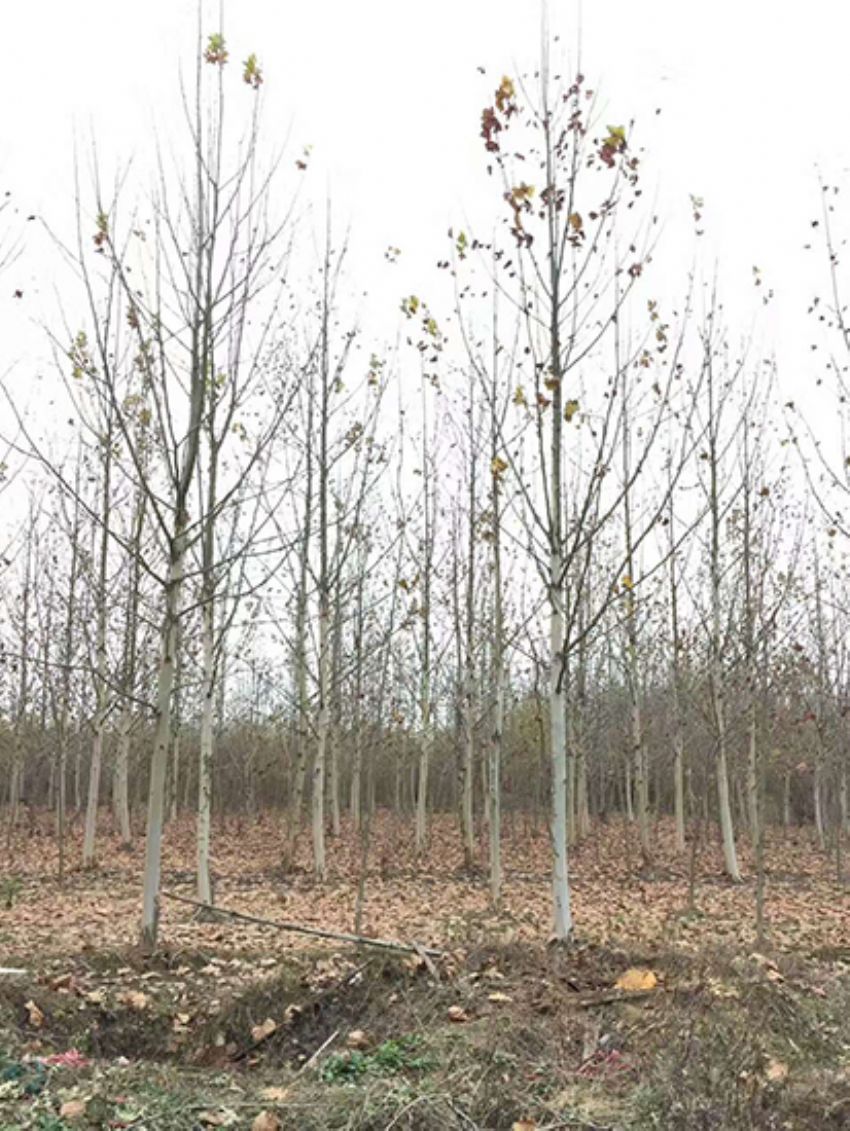 點(diǎn)擊查看詳細(xì)信息<br>標(biāo)題：法桐 閱讀次數(shù)：3559