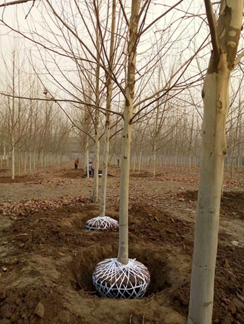 點(diǎn)擊查看詳細(xì)信息<br>標(biāo)題：法桐 閱讀次數(shù)：3229