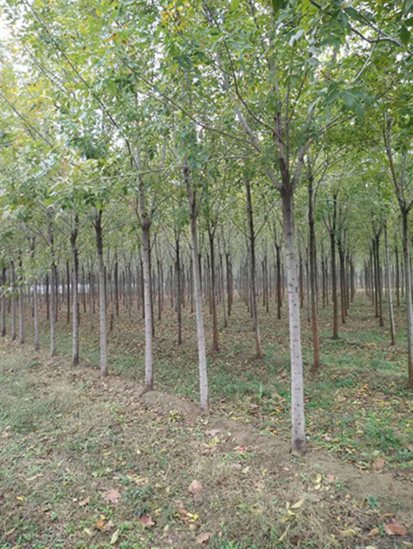 點(diǎn)擊查看詳細(xì)信息<br>標(biāo)題：白蠟 閱讀次數(shù)：3172