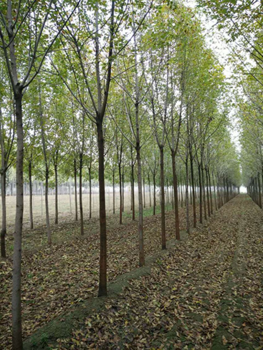 點(diǎn)擊查看詳細(xì)信息<br>標(biāo)題：白蠟 閱讀次數(shù)：3641