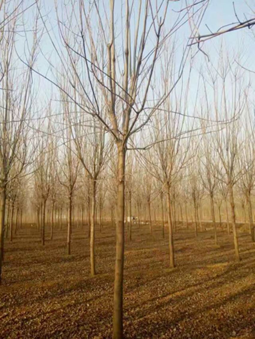 點(diǎn)擊查看詳細(xì)信息<br>標(biāo)題：白蠟 閱讀次數(shù)：3153