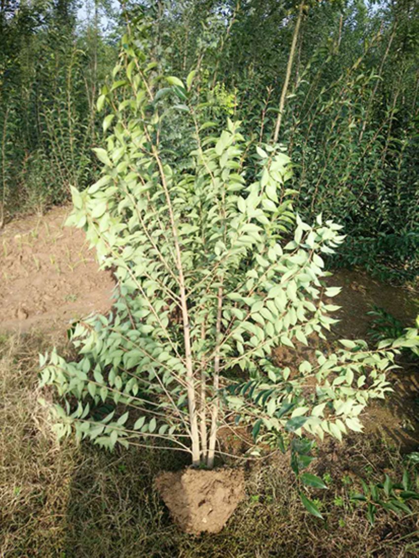 點(diǎn)擊查看詳細(xì)信息<br>標(biāo)題：叢生女貞 閱讀次數(shù)：3158