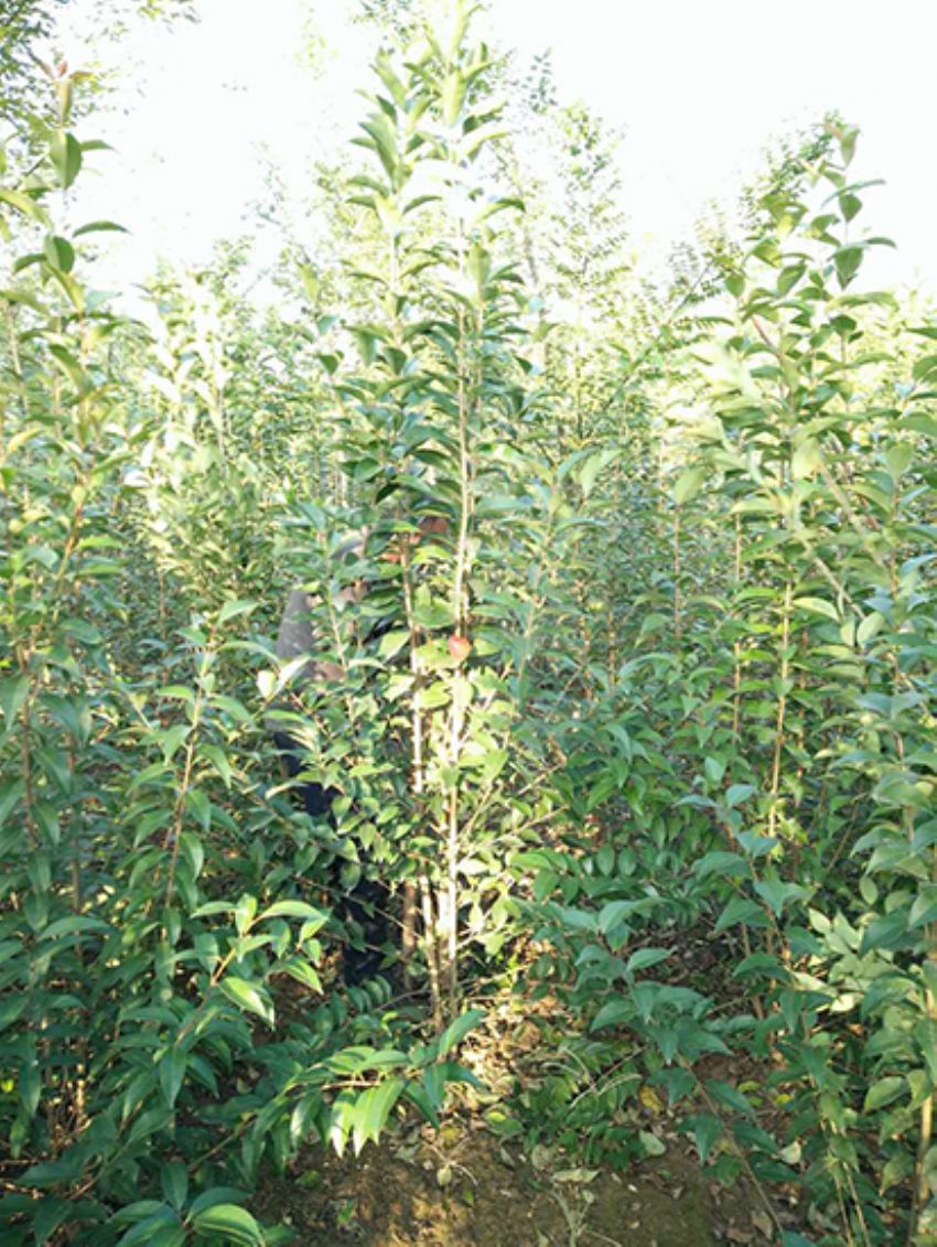 點(diǎn)擊查看詳細(xì)信息<br>標(biāo)題：叢生女貞 閱讀次數(shù)：3176