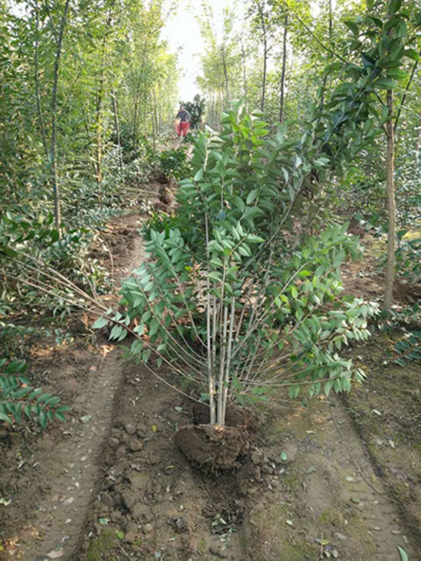 點(diǎn)擊查看詳細(xì)信息<br>標(biāo)題：叢生女貞 閱讀次數(shù)：3397