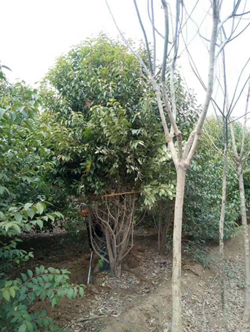 點(diǎn)擊查看詳細(xì)信息<br>標(biāo)題：叢生女貞 閱讀次數(shù)：3209